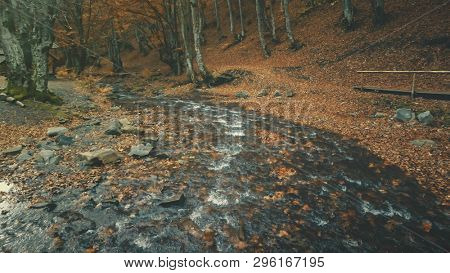 Autumn Foliage Stream Flow Pure Water Surface. Golden Tree Leaf Forest Ground Creek Motion. Rest Place Wild Nature Unpolluted Environment Clean Ecology Holiday Concept