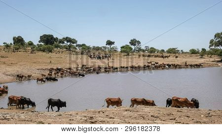 Maasai Herdsmen Bring Their Cattle To Water Near Masai Mara, Kenya