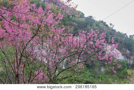 Prunus Cerasoides Or Cherry Blossom Or Sakura Flower On Phu Chi Fa Forest Park With Mountain. Cherry