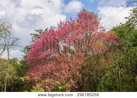 Prunus Cerasoides Or Cherry Blossom Or Sakura Tree On Blue Sky Background Phi Chi Fa Forest Park Wid