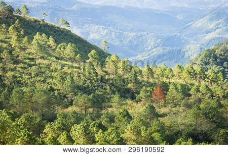 Outstanding Dried Tree Among Green Tree Forest Right Frame With Mountain Background. Outstanding Dri