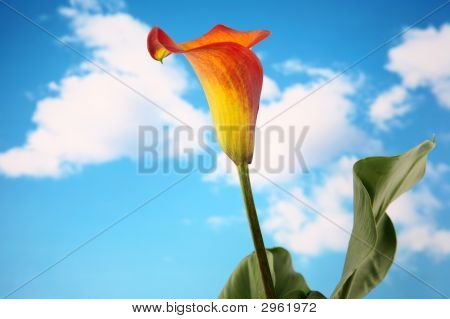 Calla Lilly