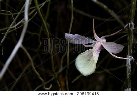 Dendrobium Crumenatum , Wild Orchid With While Petal , Good Smell, It's Bloom More When Whe Weather 