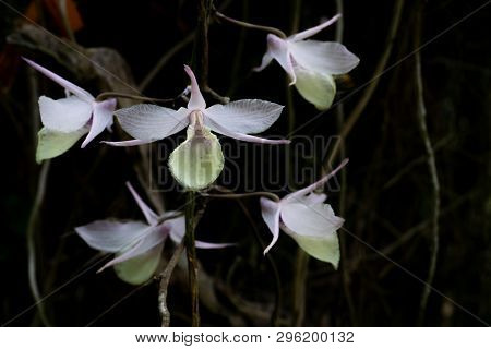 Dendrobium Crumenatum , Wild Orchid With While Petal , Good Smell, It's Bloom More When Whe Weather 