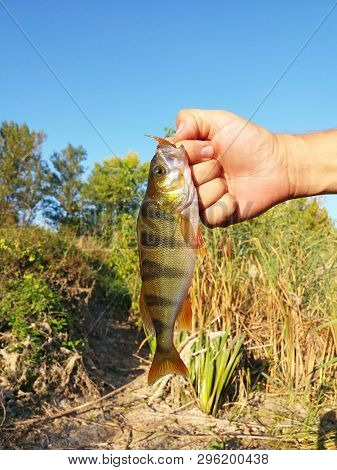 Kramatorsk, Ukraine - 25th August, 2018: Portrait Of A Caught Perch Close-up. The Hand Of The Fisher
