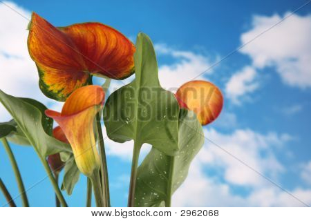 Camente Lilly