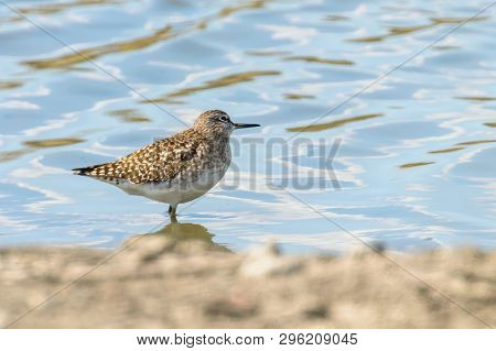 Sandpiper, Wood Sandpiper In Shallow Water (tringa Glareola) Wader Bird Sandpiper