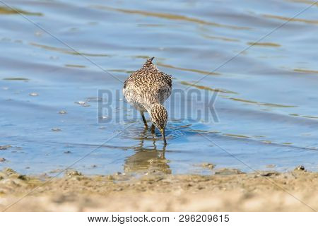 Sandpiper, Wood Sandpiper In Shallow Water (tringa Glareola) Wader Bird Sandpiper