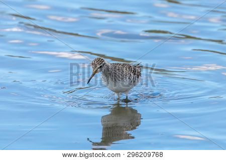 Sandpiper, Wood Sandpiper In Shallow Water (tringa Glareola) Wader Bird Sandpiper
