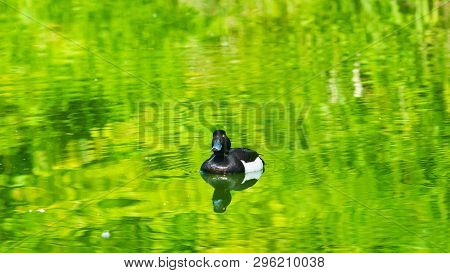 Male Tufted Duck Or Aythya Fuligula Swimming In River, Close-up Portrait, Selective Focus, Shallow D