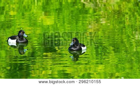 Two Males Tufted Duck Or Aythya Fuligula Swimming In River, Close-up Portrait, Selective Focus, Shal
