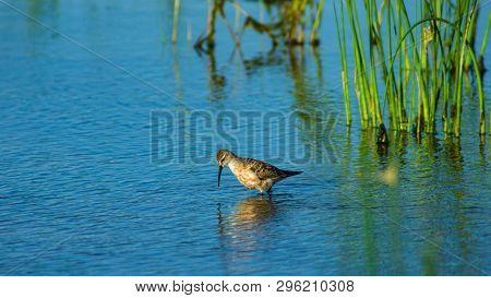 Curlew Sandpiper, Calidris Ferruginea, At Sea Shoreline Searching For Food, Close-up Portrait In Tid
