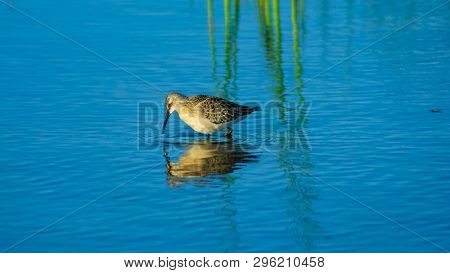 Curlew Sandpiper, Calidris Ferruginea, At Sea Shoreline Searching For Food, Close-up Portrait In Tid