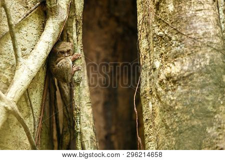 Spectral Tarsier, Tarsius Spectrum, Portrait Of Rare Endemic Nocturnal Mammals, Small Cute Primate I