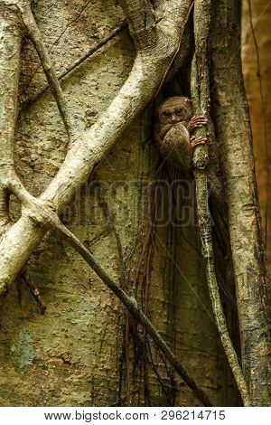 Spectral Tarsier, Tarsius Spectrum, Portrait Of Rare Endemic Nocturnal Mammals, Small Cute Primate I