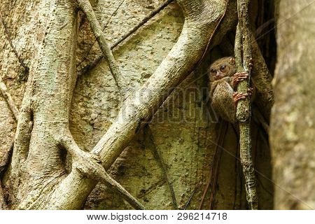 Spectral Tarsier, Tarsius Spectrum, Portrait Of Rare Endemic Nocturnal Mammals, Small Cute Primate I