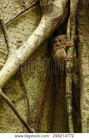 Spectral Tarsier, Tarsius Spectrum, Portrait Of Rare Endemic Nocturnal Mammals, Small Cute Primate I