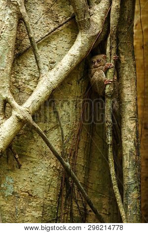 Spectral Tarsier, Tarsius Spectrum, Portrait Of Rare Endemic Nocturnal Mammals, Small Cute Primate I