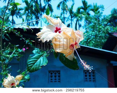Pair China Rose Hanging On The Branch