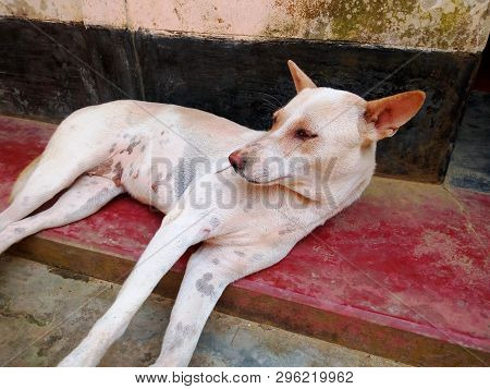 Dog Lying On The Portico And Watching Something For Security Reason.