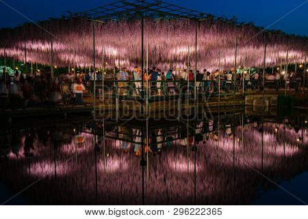 Tochigi Prefecture, Japan 16 April 2018 :  View Of Full Bloom Purple Pink Giant Wisteria Trellis. My