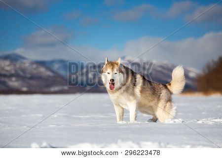 Portrait Of Beautiful, Free And Phappy Dog Breed Siberian Husky Sitting In The Snow Field In Winter 