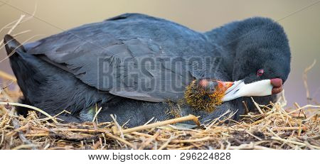 Red Knobbed Coot Sitting On A Nest With One Chick To Protect