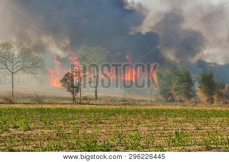 Wild Fires That Are Spreading To Sugarcane Of Farmers Fields And Have The Large Smoke Groups.