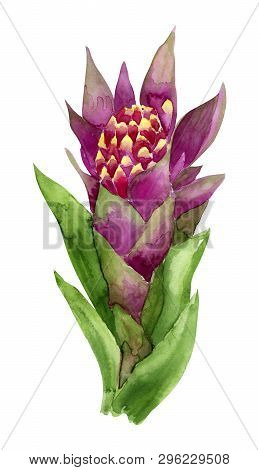 Watercolor Bright Blossom Bromeliaceae Isolated On White. Hand Drawn Illustration.