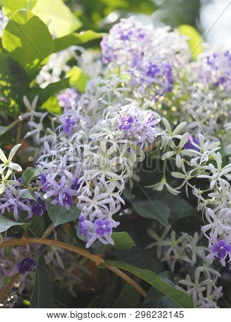 The Name Of The Flower Purple Wreath Have Purple Petals With Five Petals Resembling A Star