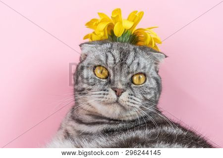 Gray Cat Breed Scottish Fold Close-up With A Yellow Flower On A Pink Background. A Funny Photo Of A 