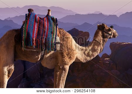 Dromedar Camel On The Background Of The Mountain Of St. Moses, Egypt, Sinai