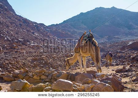 Dromedar Camel On The Background Of The Mountain Of St. Moses, Egypt, Sinai