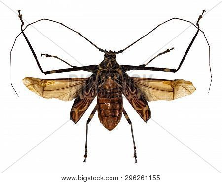 Beetle Acrocinus Longimanus Isolated On White Background.