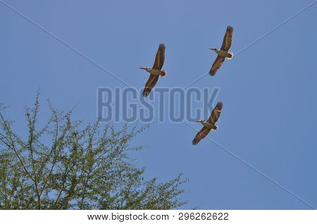 Three Marieboes In Flight Above The Savanna.