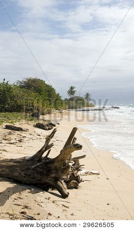 Driftwood มะพร้าวปาล์มต้นไม้นิการากัวเกาะข้าวโพดบี Undeveloped