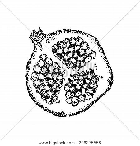 Pomegranate Fruit Vintage Design Template. Botanical Fruit. Engraved Pomegranate. Hand Drawn Pomegra