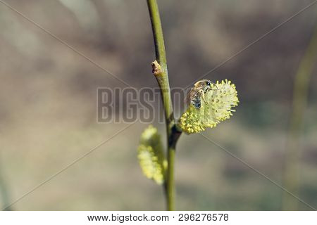 Active Work Of Bees To Collect Pollen From Willow Flowers.
