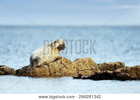Close Up Of Common Seal (phoca Vitulina) Lying On A Rock With Flipper On Head, Lerwick Harbor, Scotl