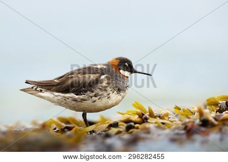 Close Up Of A Red-necked Phalarope (phalaropus Lobatus) In Seaweeds, Iceland.
