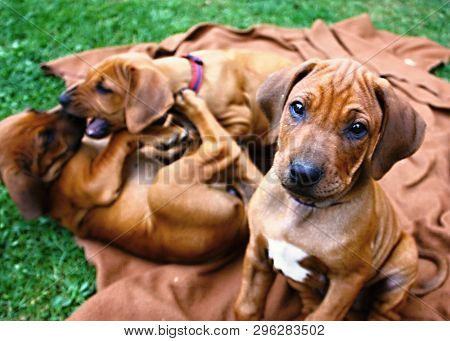 Rhodesian Ridgeback - Puppies, Feeding, Cuddling, Antics, Chicks Dogs