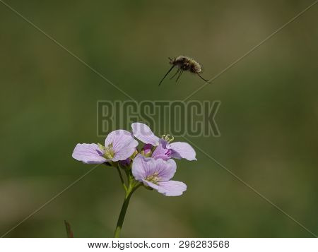 Bee Fly In Flight Above A Wild Flower During Spring