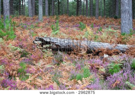 Omgevallen boom In Heather