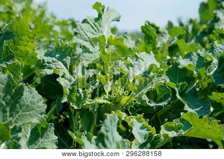 Very Young Rapeseed Grows On A Field In Spring.