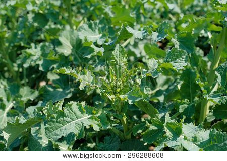Very Young Colza Close Up In Spring