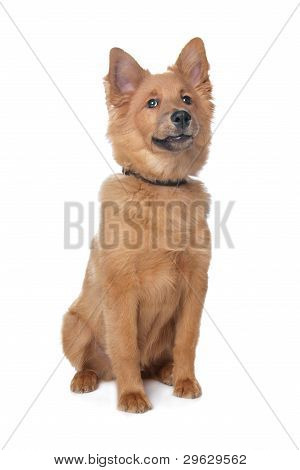 Mixed Breed Dog,sheltie And Eurasiër