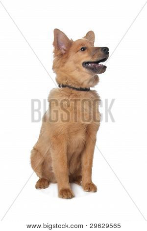 Mixed Breed Dog,sheltie And Eurasiër