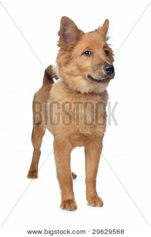 Mixed Breed Dog,sheltie And Eurasiër