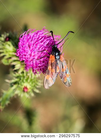 Close-up Of A Butterfly, Rambling On A Plant