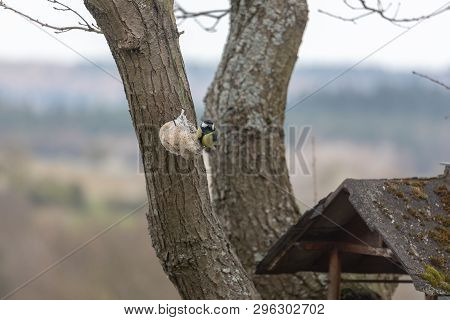Blue Tit ,cyanistes Caeruleus, Parus Caeruleus, At The Birdhaus In Spring
